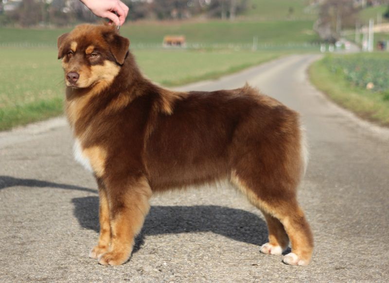 Wafle maple syrup Of crystal lake