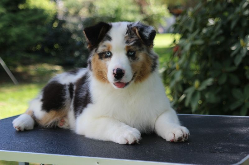 Femelle bleue merle dispo