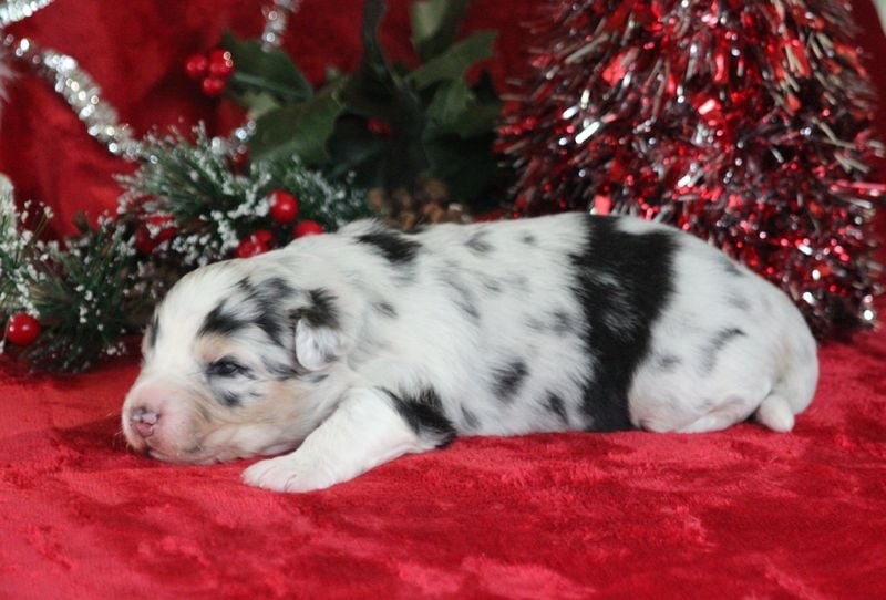 Of crystal lake - Chiots disponibles - Berger Australien