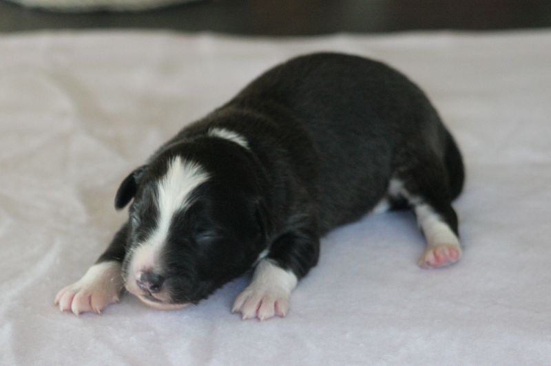 Of crystal lake - Chiots disponibles - Berger Australien