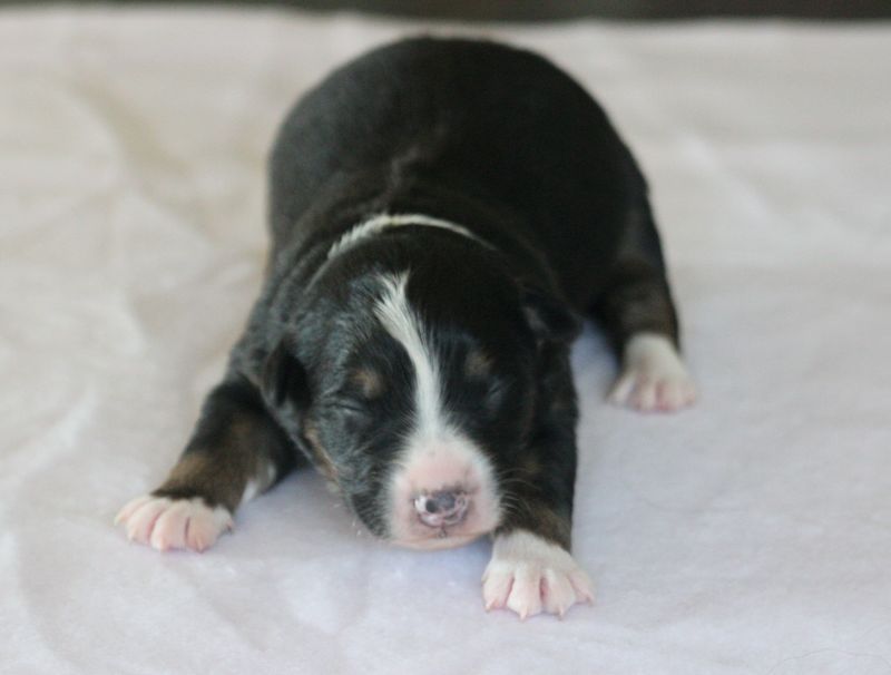 Of crystal lake - Chiots disponibles - Berger Australien