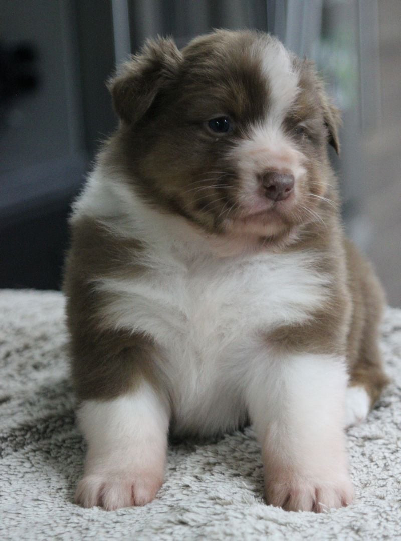 Of crystal lake - Chiots disponibles - Berger Australien