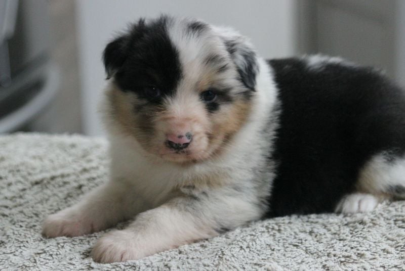 Of crystal lake - Chiots disponibles - Berger Australien