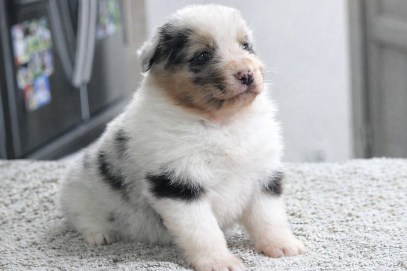 Of crystal lake - Chiots disponibles - Berger Australien