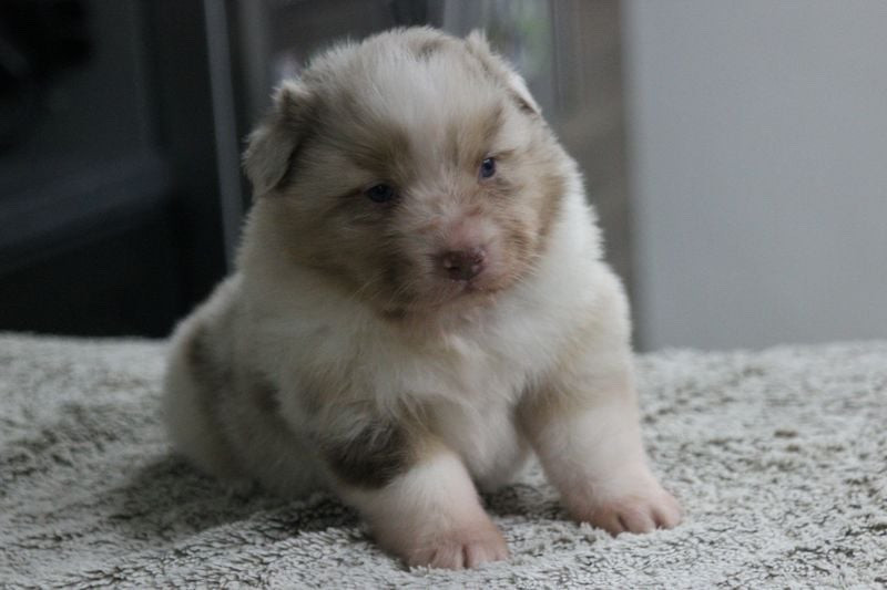 Of crystal lake - Chiots disponibles - Berger Australien