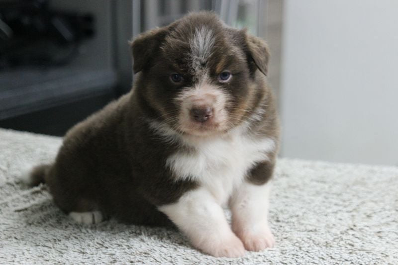 Of crystal lake - Chiots disponibles - Berger Australien