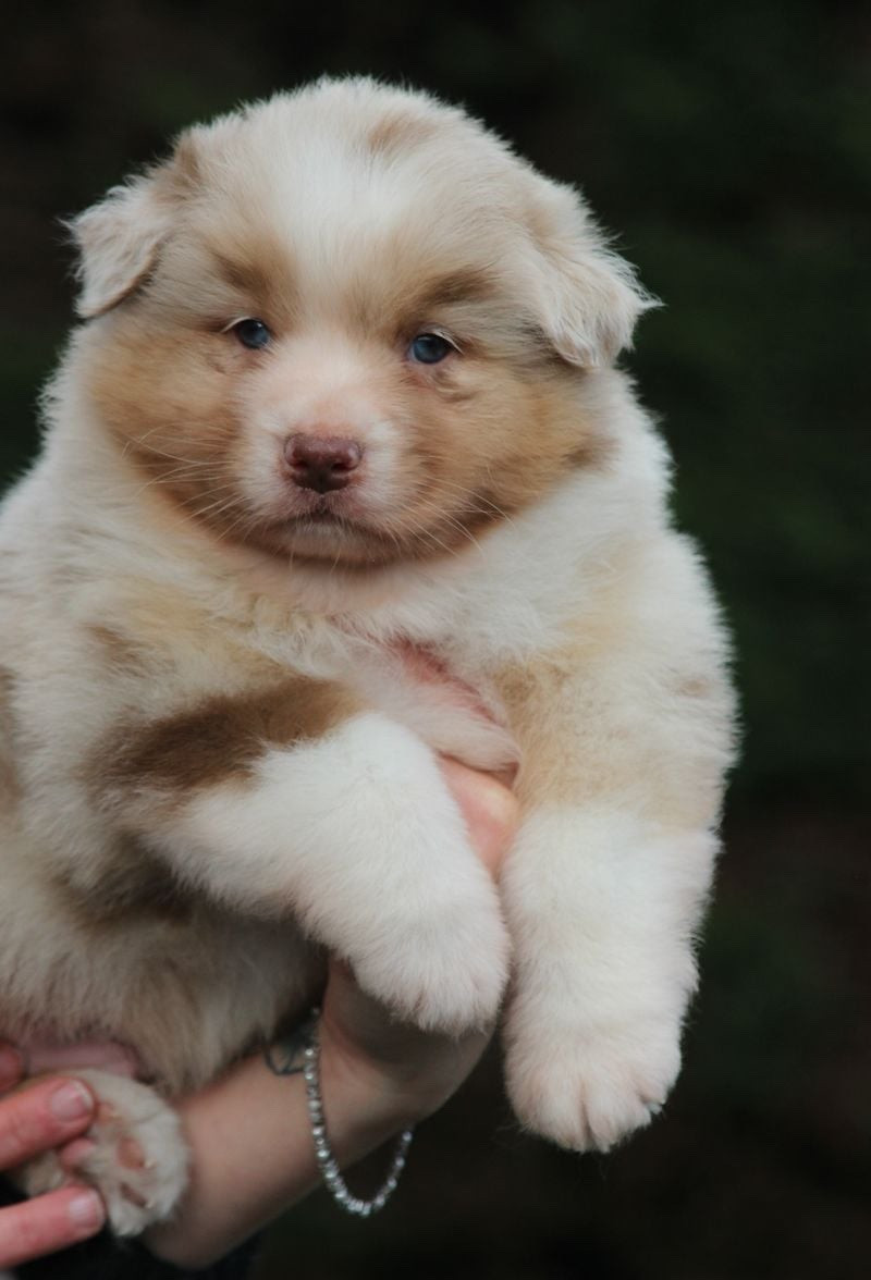 Of crystal lake - Chiots disponibles - Berger Australien