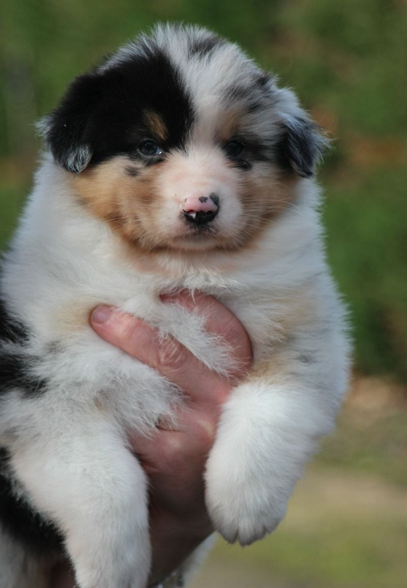 Of crystal lake - Chiots disponibles - Berger Australien