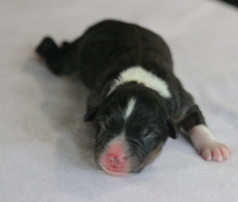 Of crystal lake - Chiots disponibles - Berger Australien