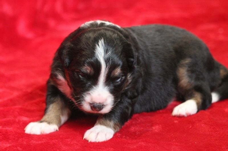 Of crystal lake - Chiots disponibles - Berger Australien