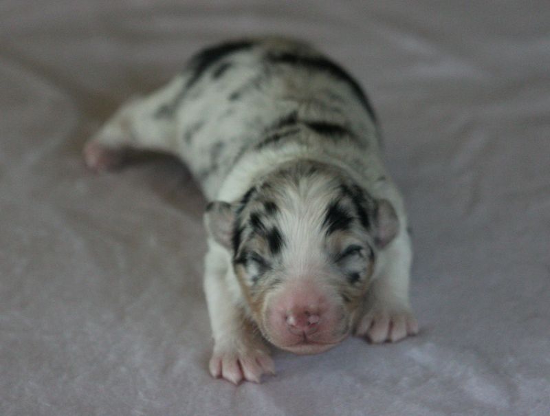 Of crystal lake - Chiots disponibles - Berger Australien