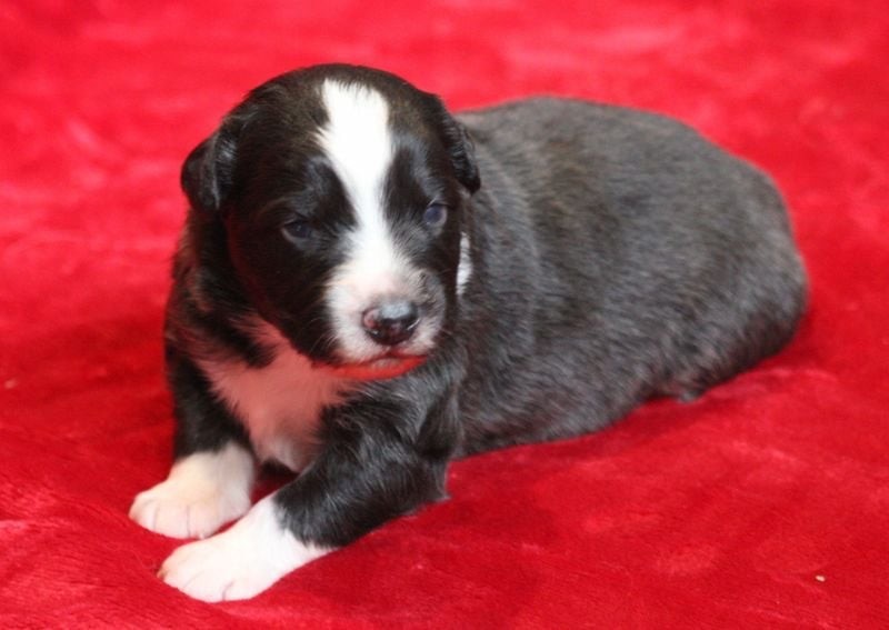 Of crystal lake - Chiots disponibles - Berger Australien