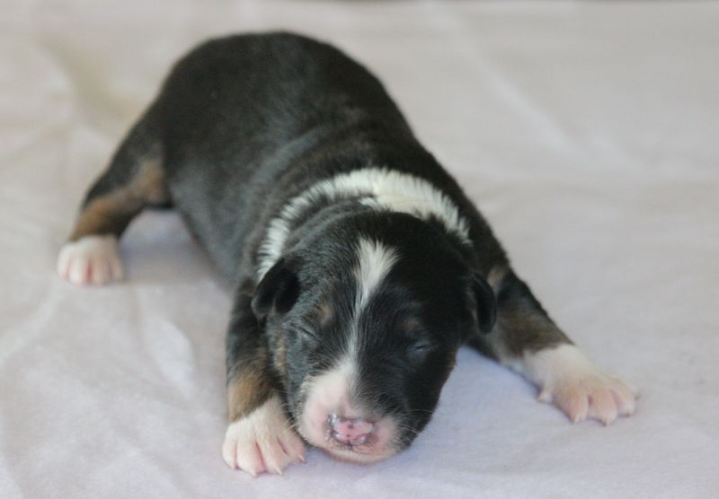 Of crystal lake - Chiots disponibles - Berger Australien