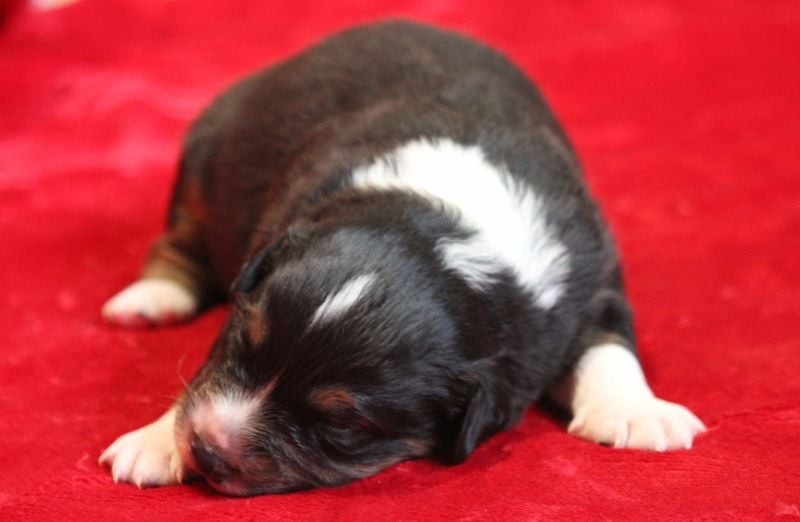 Of crystal lake - Chiots disponibles - Berger Australien