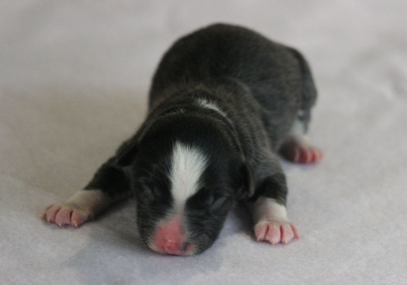 Of crystal lake - Chiots disponibles - Berger Australien