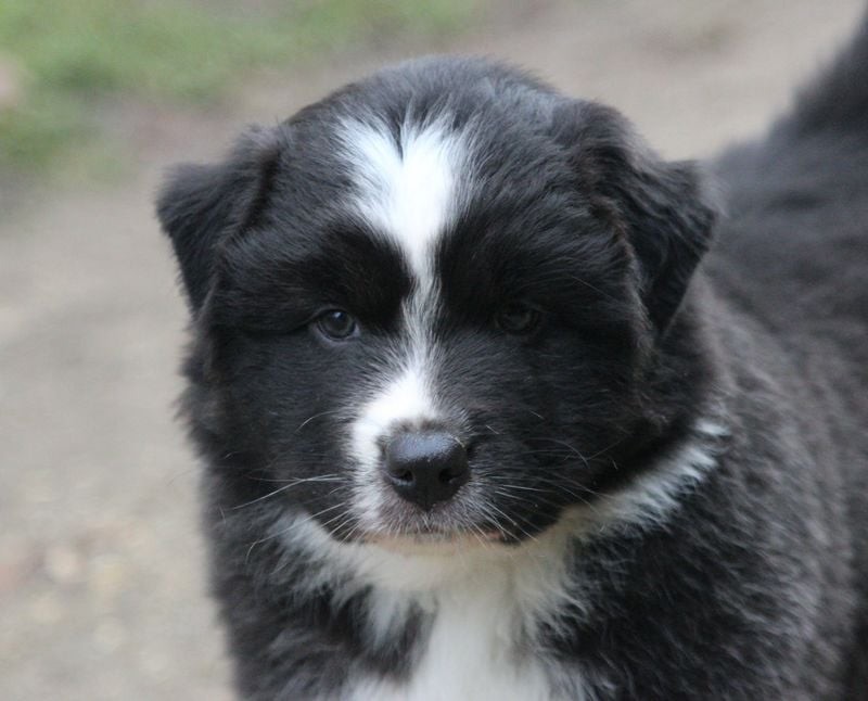 Of crystal lake - Chiots disponibles - Berger Australien