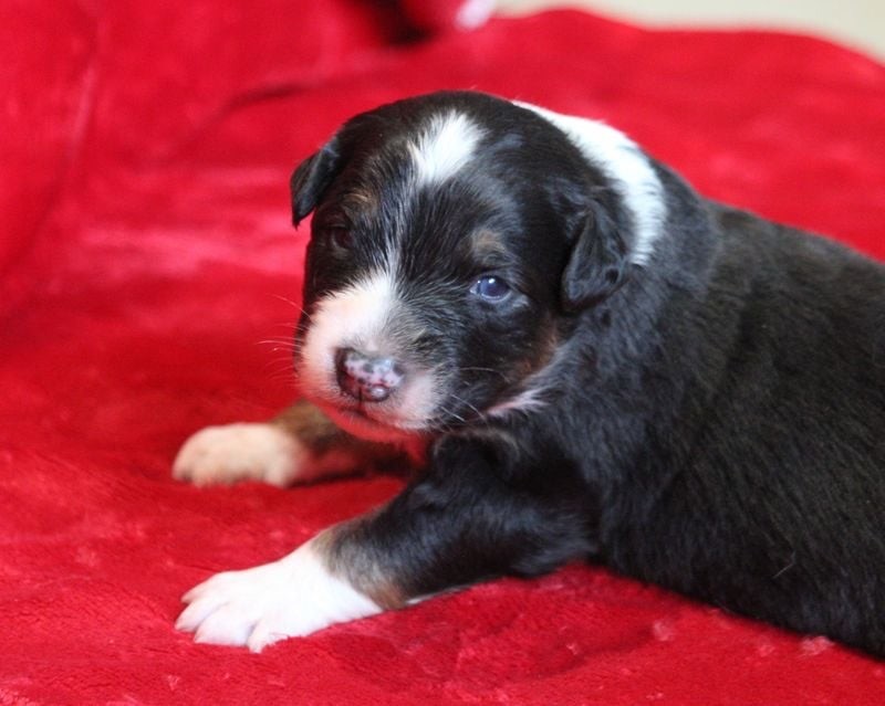 Of crystal lake - Chiots disponibles - Berger Australien