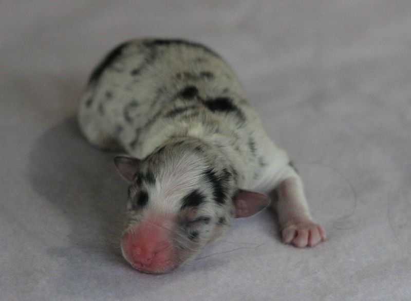 Of crystal lake - Chiots disponibles - Berger Australien