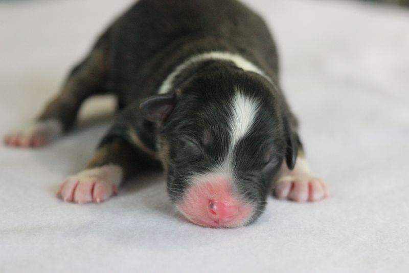 Of crystal lake - Chiots disponibles - Berger Australien