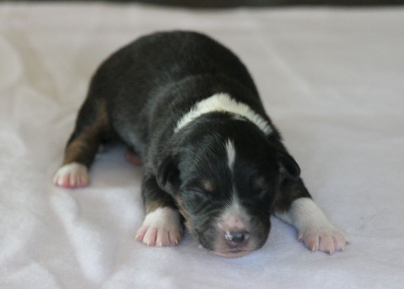 Of crystal lake - Chiots disponibles - Berger Australien