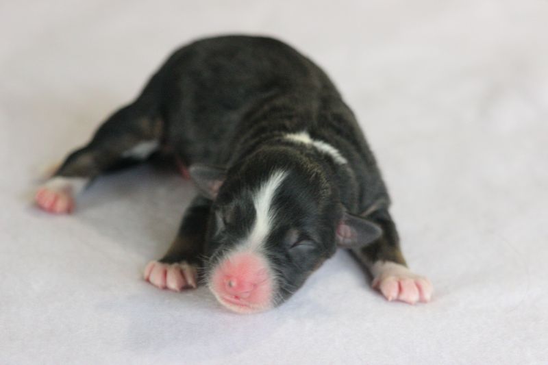 Of crystal lake - Chiots disponibles - Berger Australien